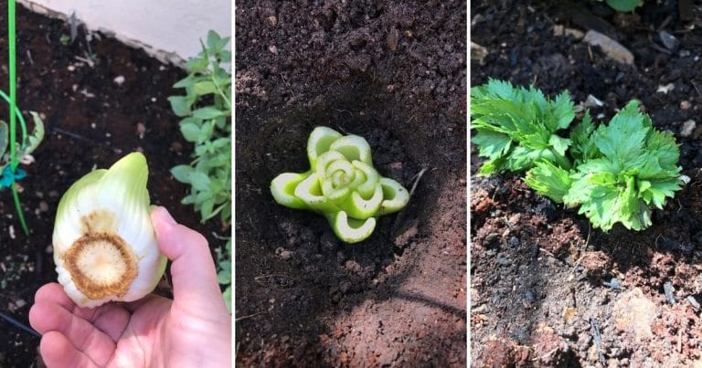 How to Grow Celery (5 Growing Tips) - Growing In The Garden