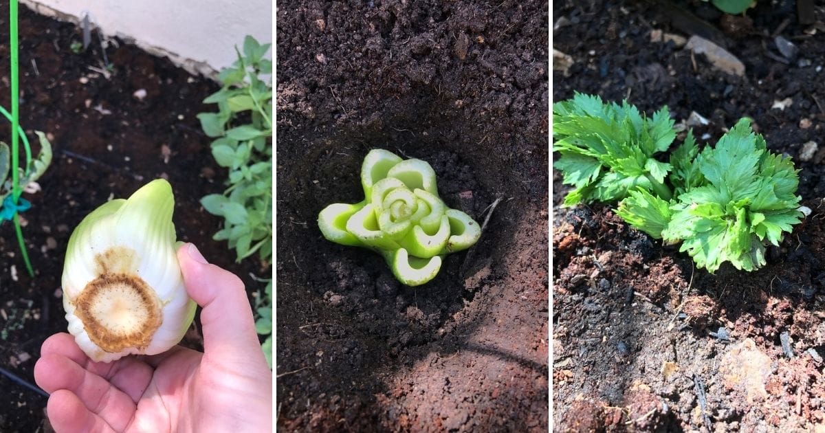 planting kitchen scraps to grow celery