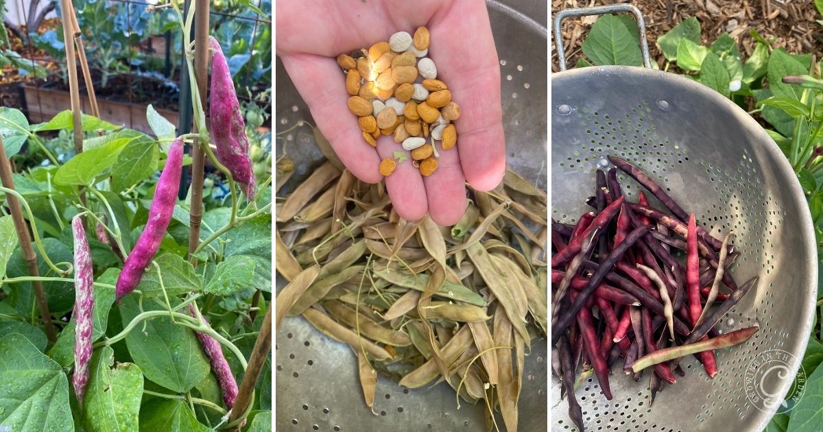 Barlotti, Tepary, and Black-Eyed Peas