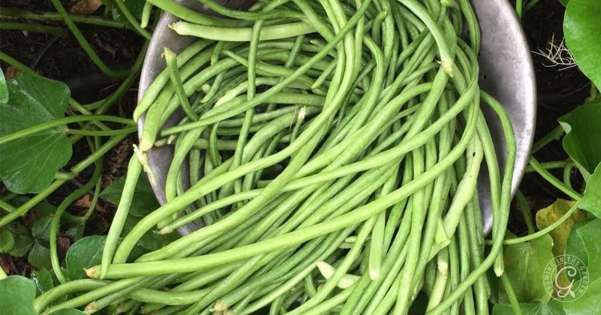Yardlong beans