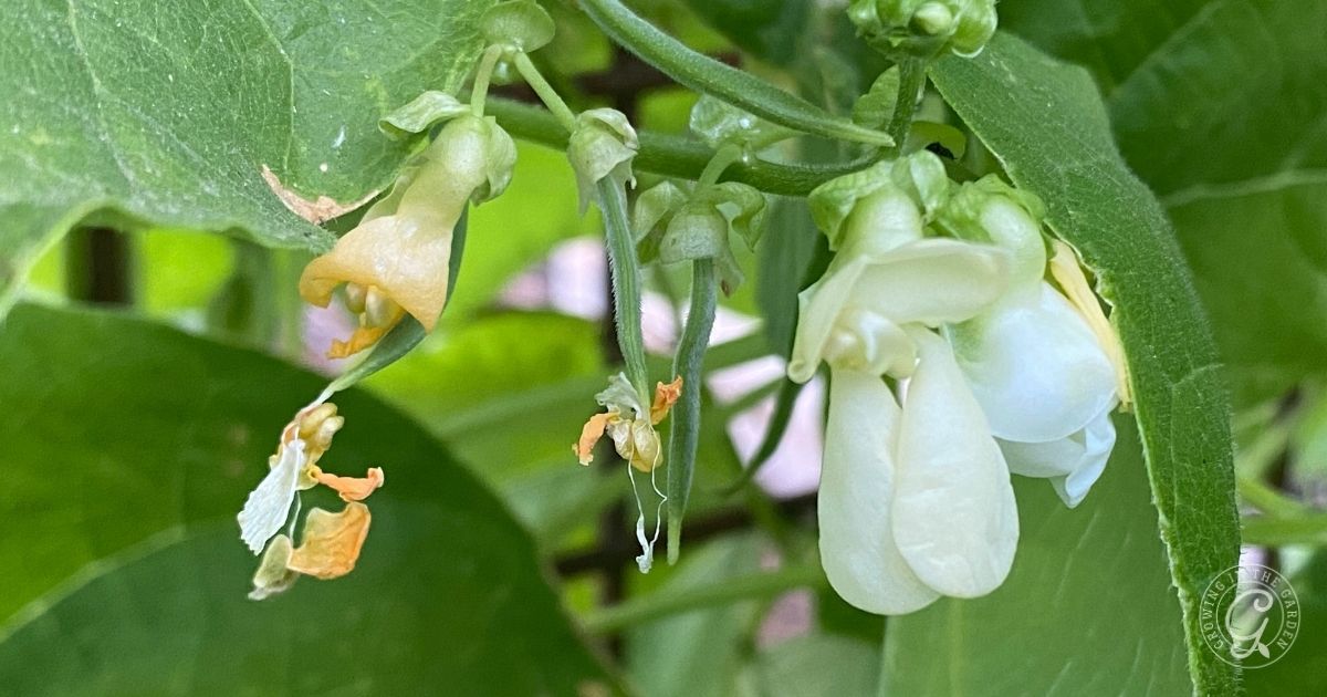 bean blossoms
