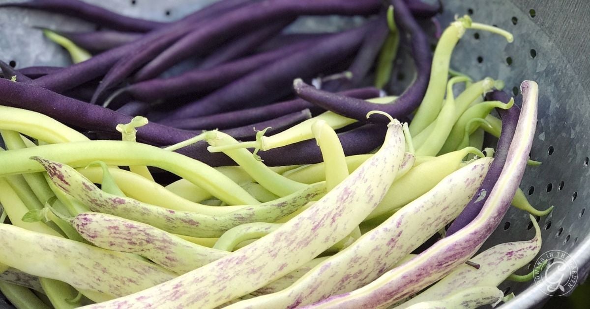 Growing Beans: How & When to Plant Pole and Green Beans