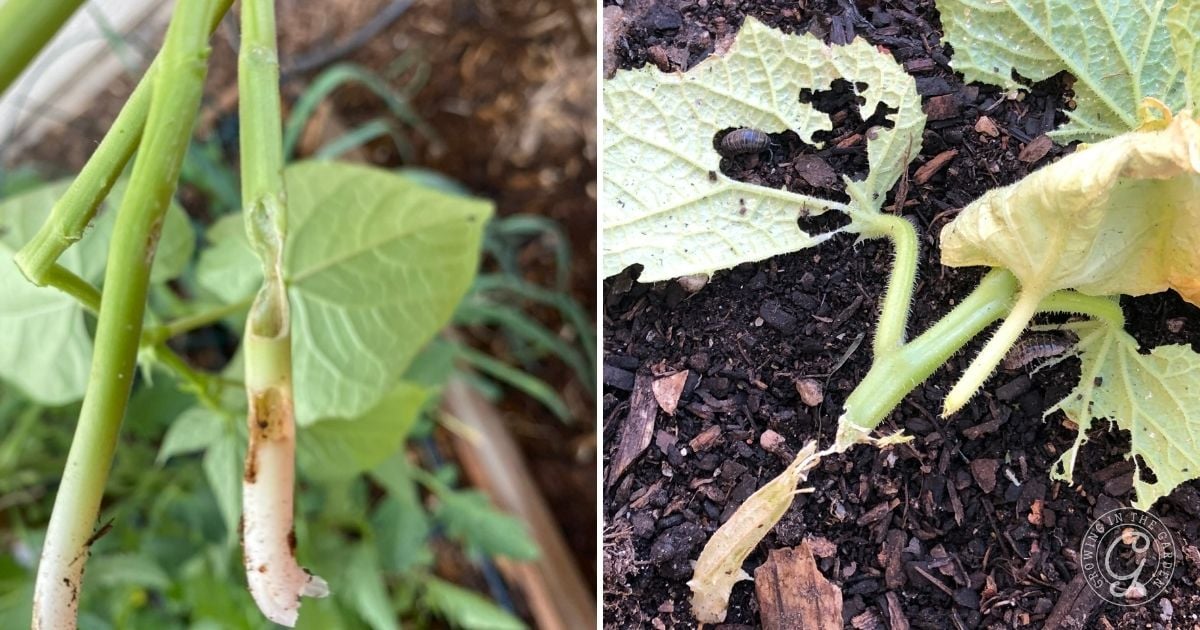 pill bugs often eat bean seedlings