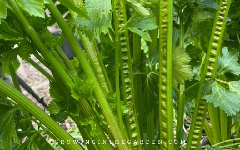 How to Grow Celery (5 Growing Tips) - Growing In The Garden