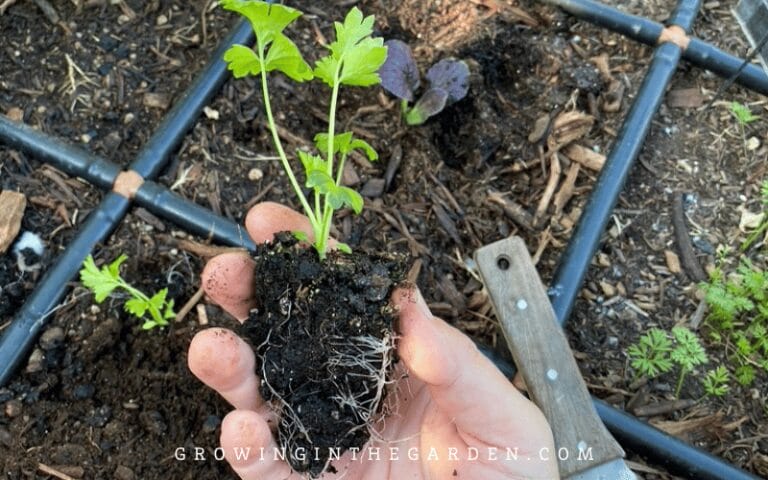 How to Grow Celery (5 Growing Tips) - Growing In The Garden