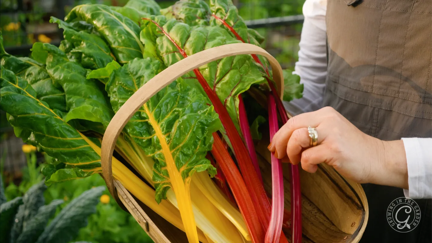 A person holding a basket of freshly picked rainbow chard with green, yellow, and red stems.