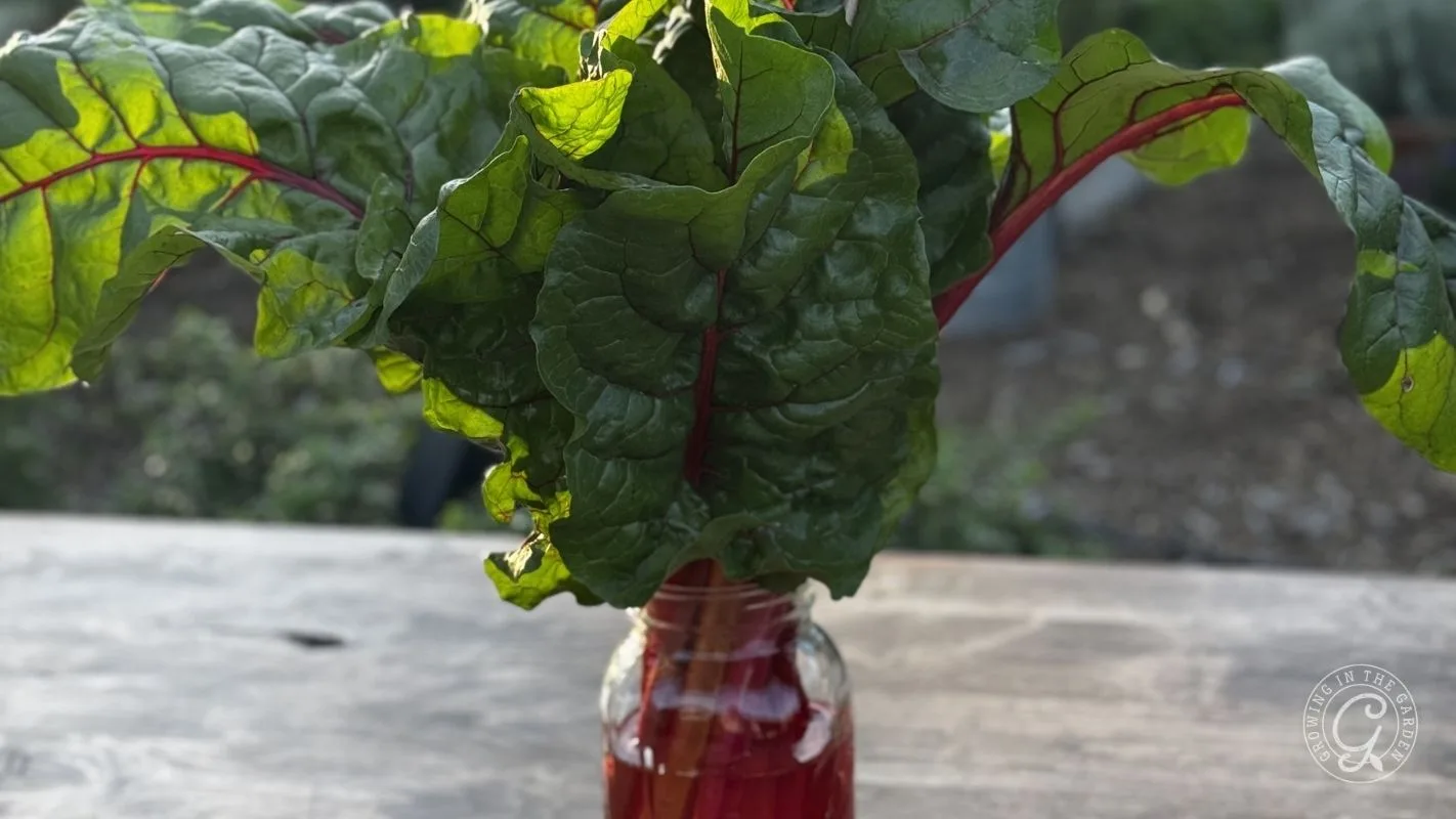 A bunch of Swiss chard with red stems in a glass jar filled with water on an outdoor table.