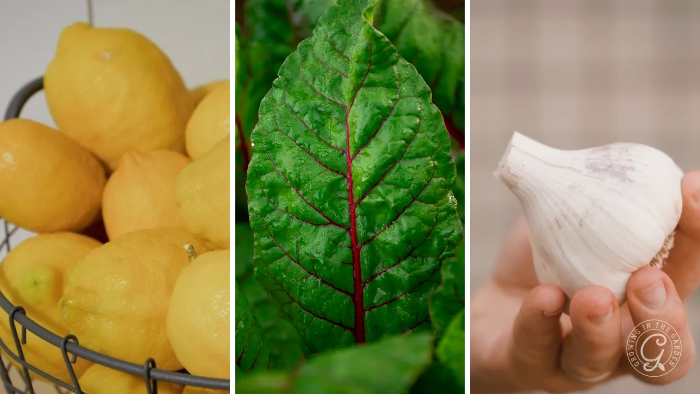 A basket of lemons, a close-up of a leafy green, and a hand holding a bulb of garlic.