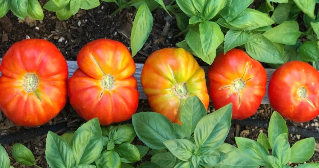 Tomato Basil Pasta