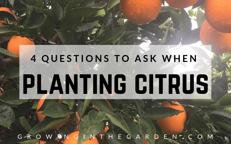 Questions to ask when planting citrus #whichtypeofcitrus