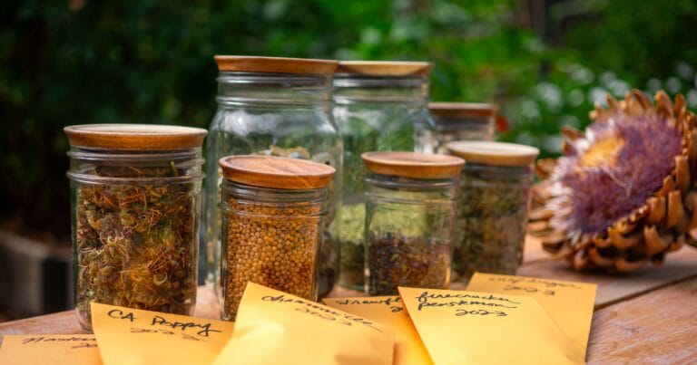 Jars and envelopes of seeds are arranged on a wooden table outdoors, with greenery in the background.