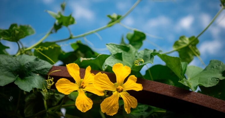Two bright yellow flowers on a leafy vine against a blue sky with scattered clouds.
