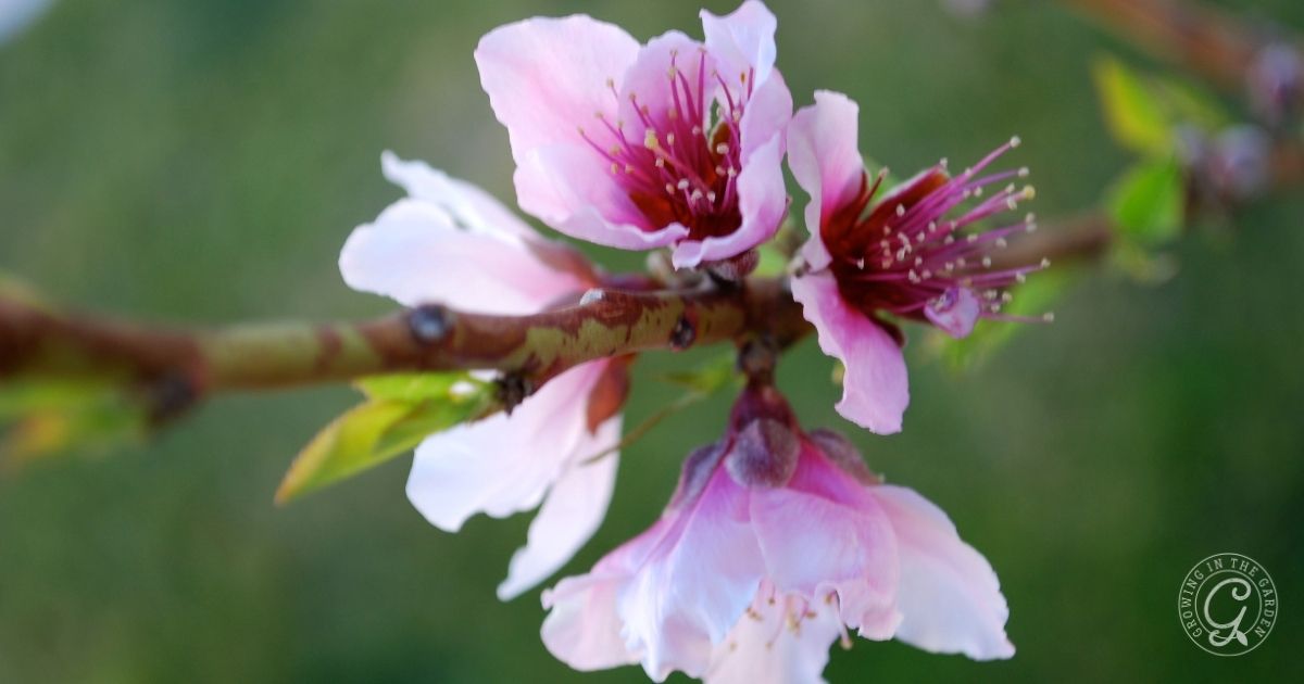 Close-up of delicate pink and white flowers blooming on a branch with a blurred green background—an early stage before learning how to thin fruit trees for better fruit development. The petals are soft, with deep pink centers and visible stamens.
