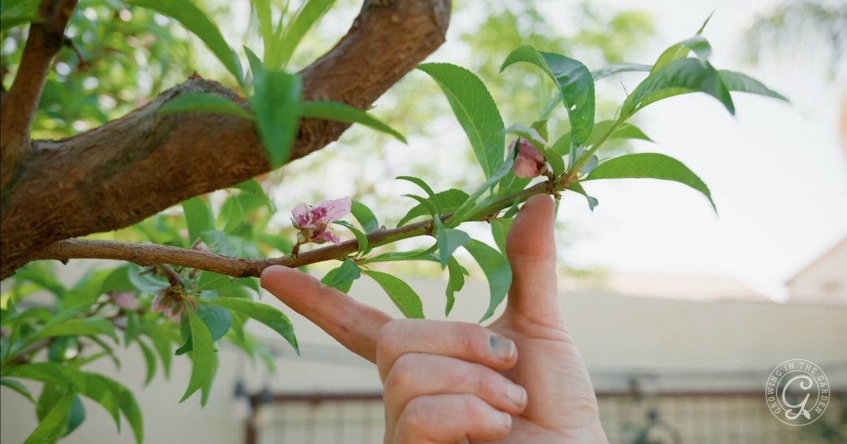 How and Why to Thin Fruit Trees