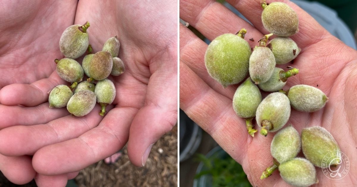 How and Why to Thin Fruit Trees