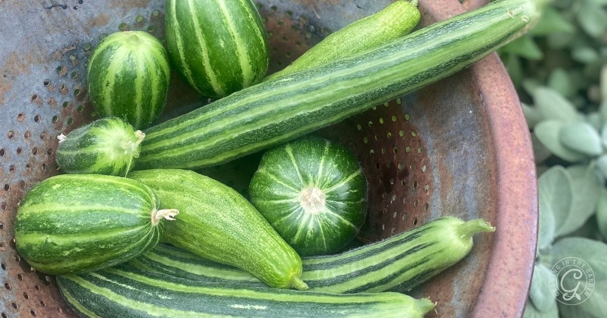 Green striped cucumbers, both round and elongated, in a rustic brown bowl with leafy greens nearby&mdash;perfect for those enjoying the rewards of summer gardening in Arizona.