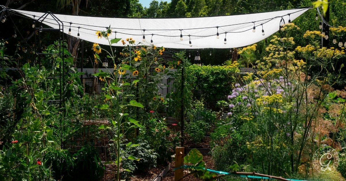 Summer Gardening in Arizona