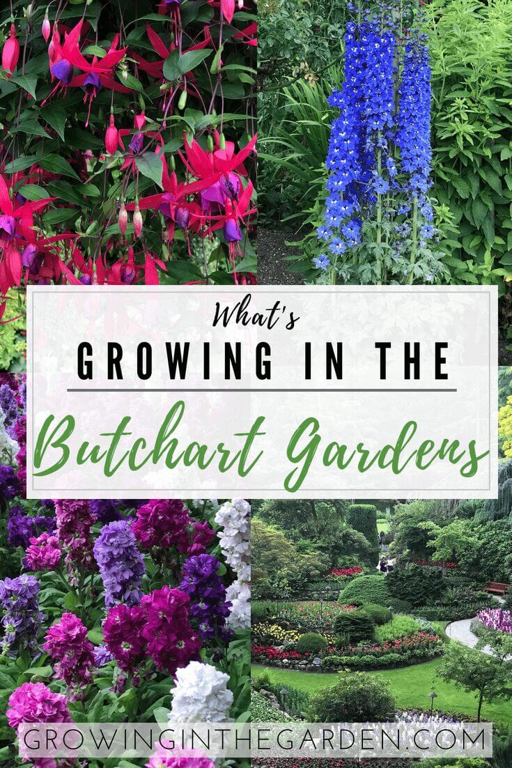 What's Growing in the Butchart Gardens #butchartgarden #garden #gardentour #flowergarden