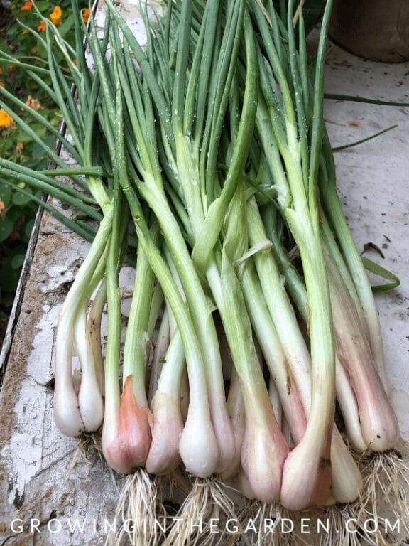 Growing Onions in Arizona: A Seasoned Gardener’s Guide