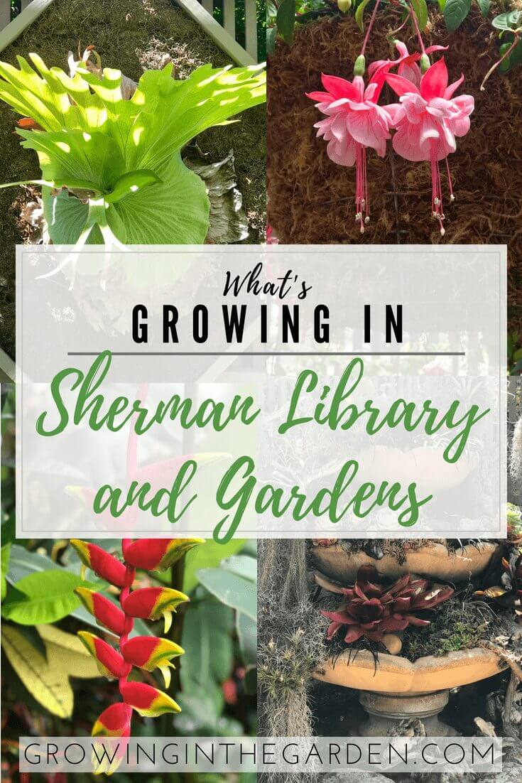 Sherman Library and Gardens #shermangarden #garden #gardentour #flowergarden #coronadelmar #garden #destinationgarden #newportbeach