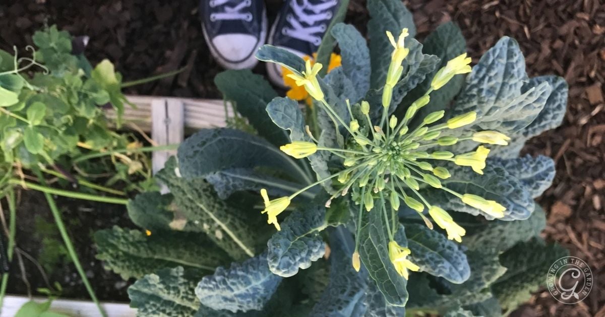 Bolting kale sends up a flower stalk