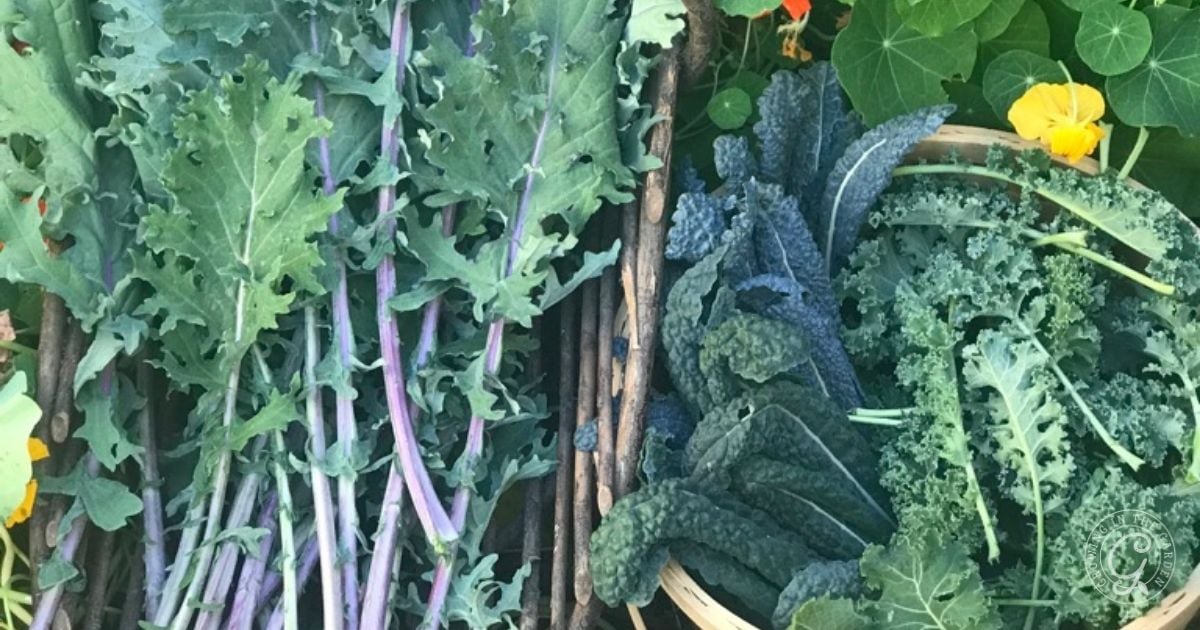 How to Grow Kale_ A Complete Guide for Success (2)