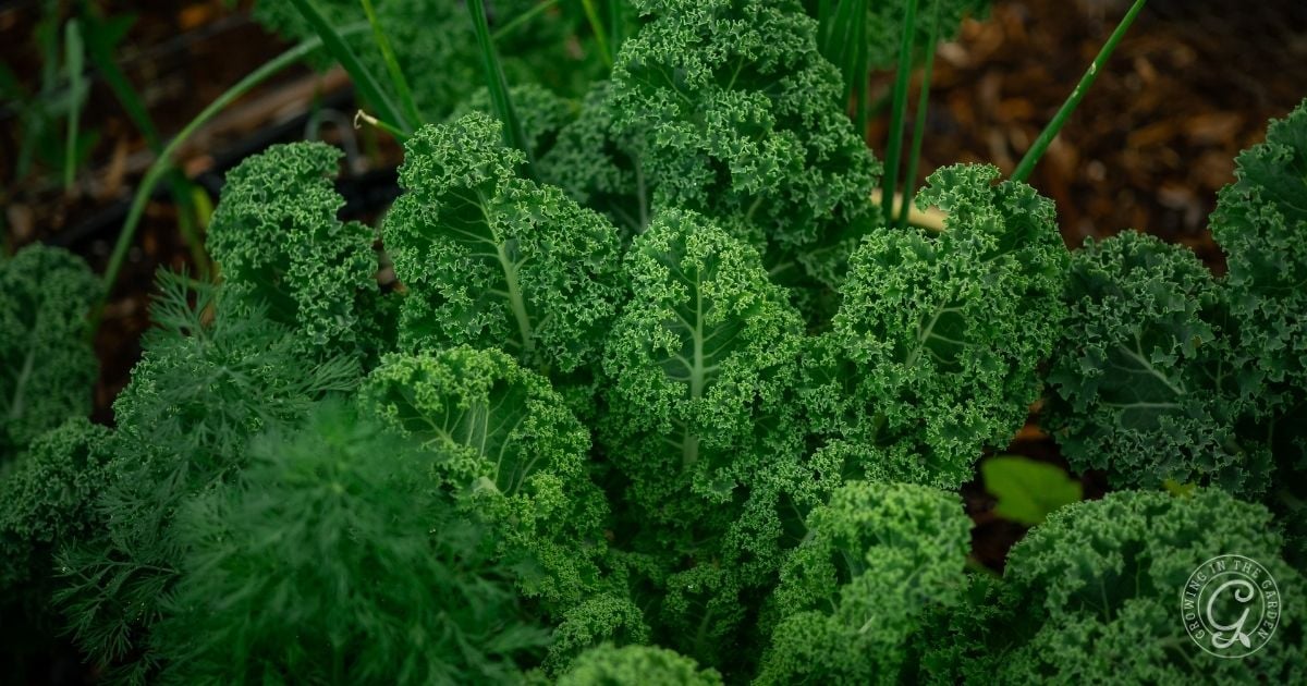 How to Grow Kale_ A Complete Guide for Success