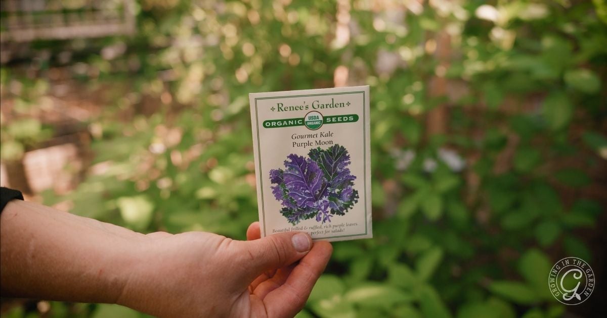 Purple Moon Kale Seeds