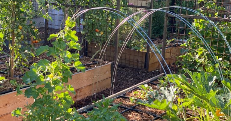 Raised garden beds with green plants, tomatoes, trellises, and curved supports for row covers in sunlight.
