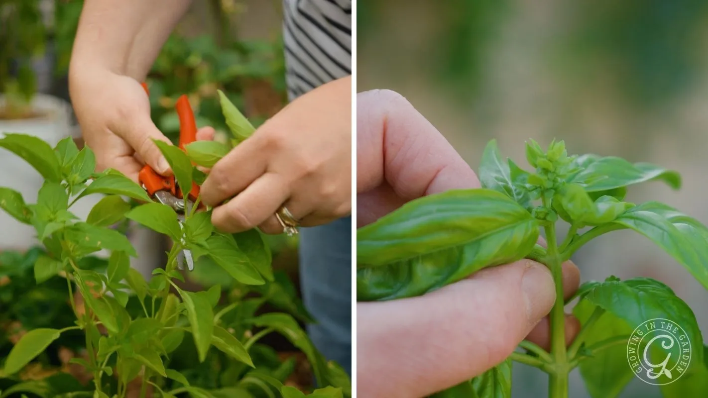 Hands trim basil with scissors on left; right hand pinches basil stem with lush green leaves.