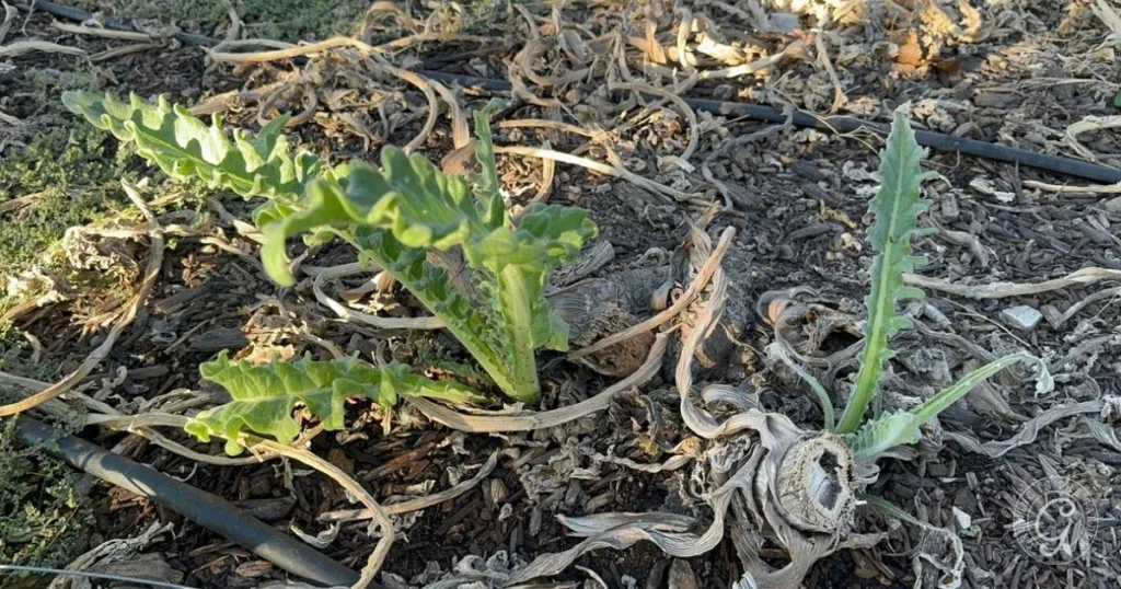 Two green thistle plants, resembling those you might see when learning how to grow artichokes, thrive among dried leaves and mulch in a garden bed with drip irrigation tubing.