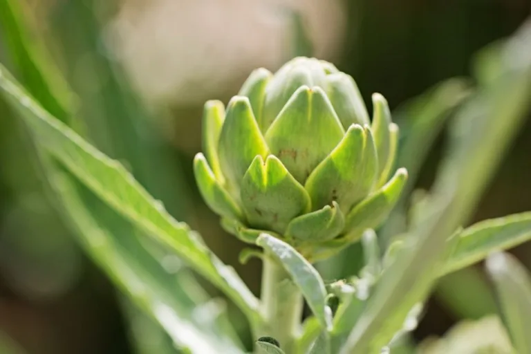 How to Grow Artichokes (Even in Hot Climates) featured image