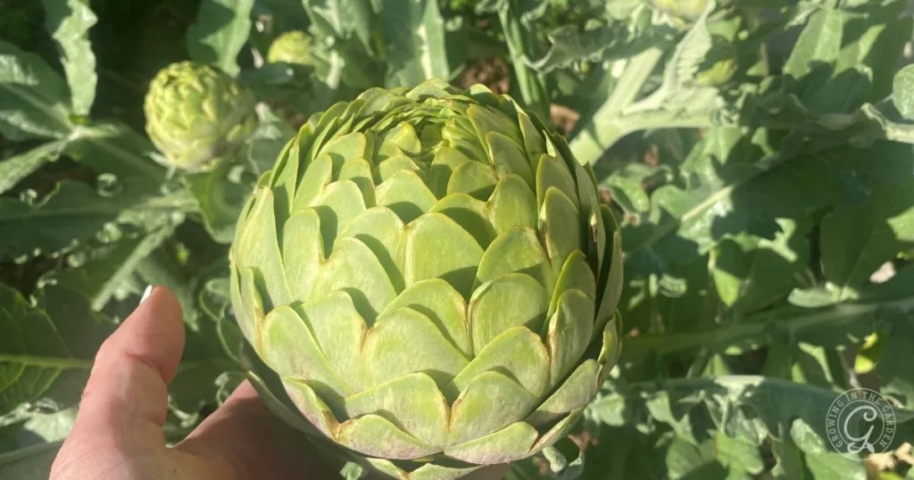 A hand holding a large green artichoke, perfect for learning how to grow artichokes, with lush leaves and plants in the sunny outdoor background.