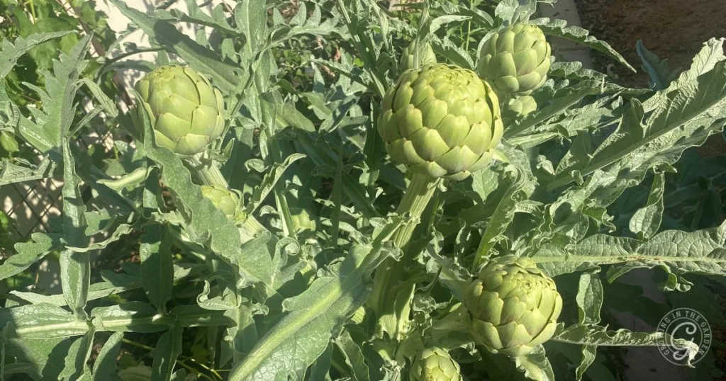 Several artichokes growing on a leafy green plant in bright sunlight, showing a thriving example of how to grow artichokes successfully.