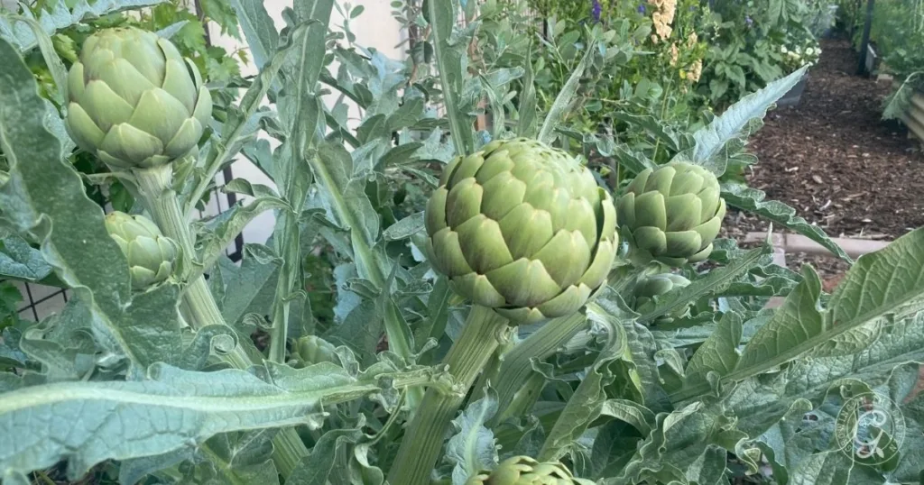 Close-up of several green artichokes growing on leafy plants in a garden, offering inspiration for those interested in how to grow artichokes at home.