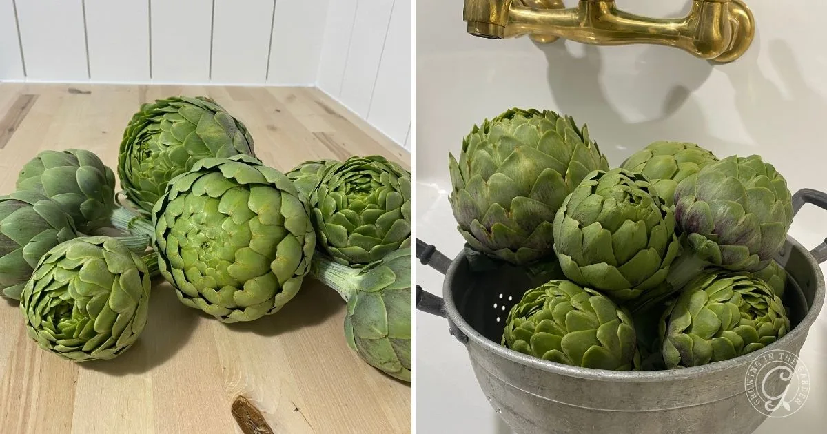 Fresh artichokes on a wooden surface and in a metal colander under a brass faucet, perfect inspiration if you're learning how to grow artichokes at home.