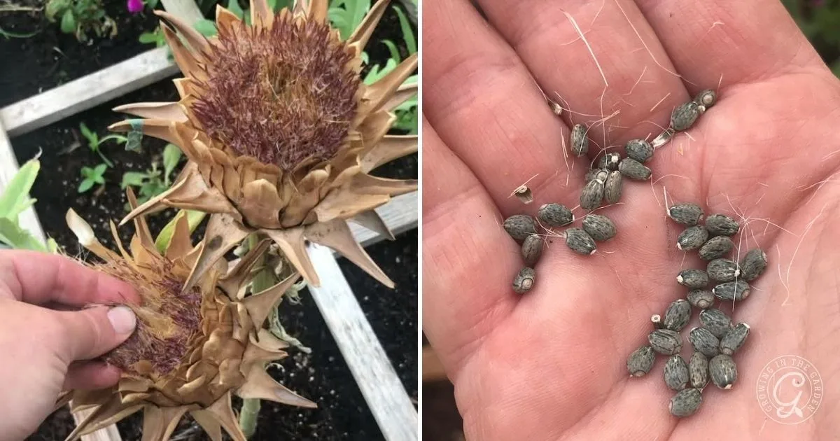 Left: Hand holding dried artichoke flower; right: palm holding several artichoke seeds with white fibers. Perfect for those learning how to grow artichokes from seed.