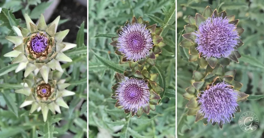 Three stages of artichoke flowers: closed buds, partially open, and fully open with purple blooms—an inspiring look for anyone interested in how to grow artichokes.