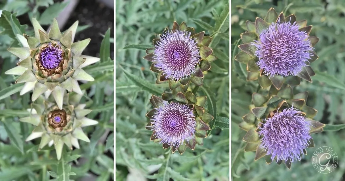 Three stages of artichoke flowers: closed buds, partially open, and fully open with purple blooms&mdash;an inspiring look for anyone interested in how to grow artichokes.