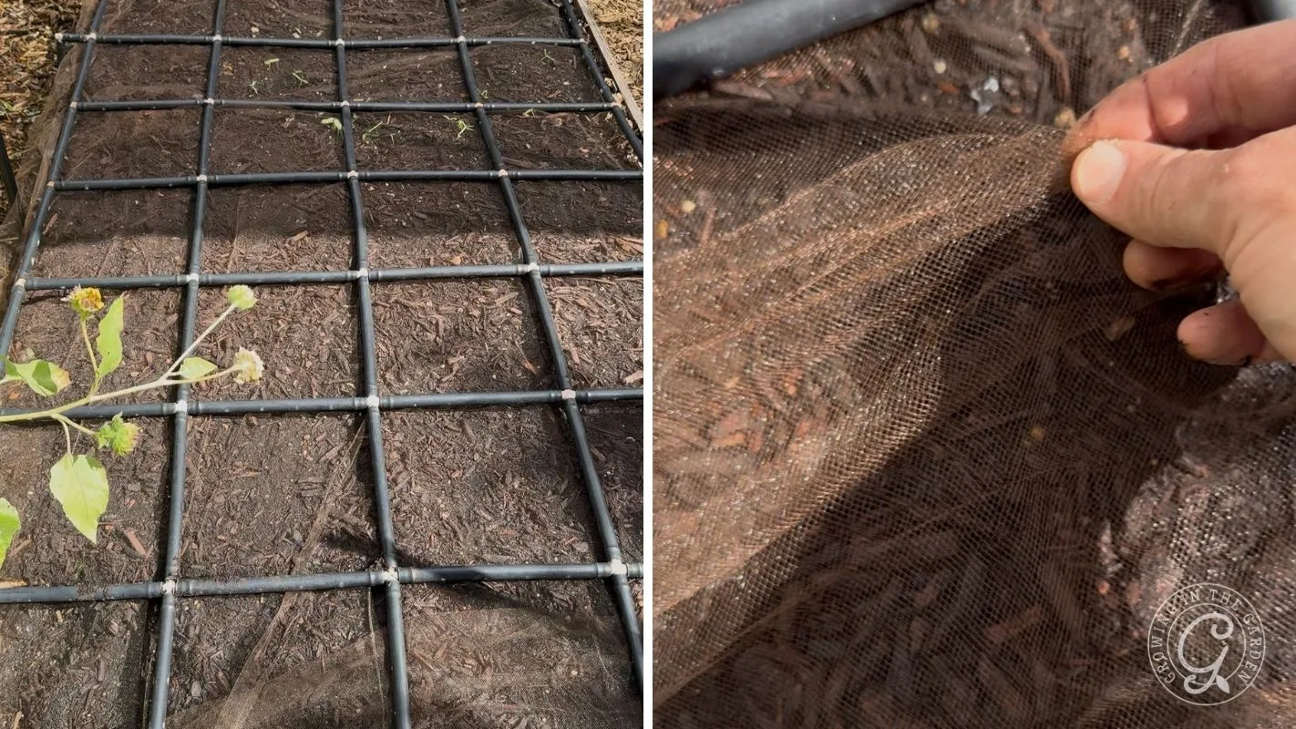 Garden bed with a black grid frame on the left; hand holding fine mesh screen over soil on the right.
