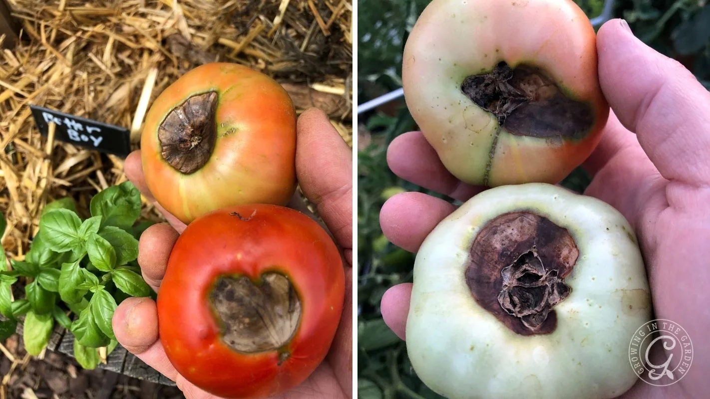 Two hands hold tomatoes with large dark spots on the bottom, showing signs of blossom end rot.