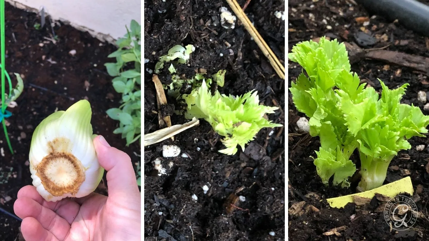 Three stages of celery regrowth: celery base, sprouting in soil, and leafy growth in garden soil.
