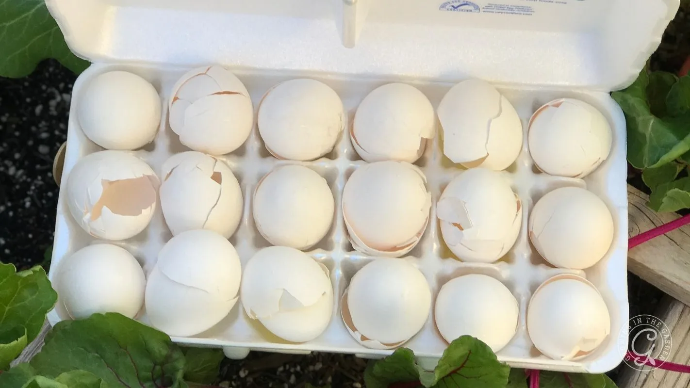 A carton of eggs with many eggs cracked open, sitting among green leaves and pink stems.