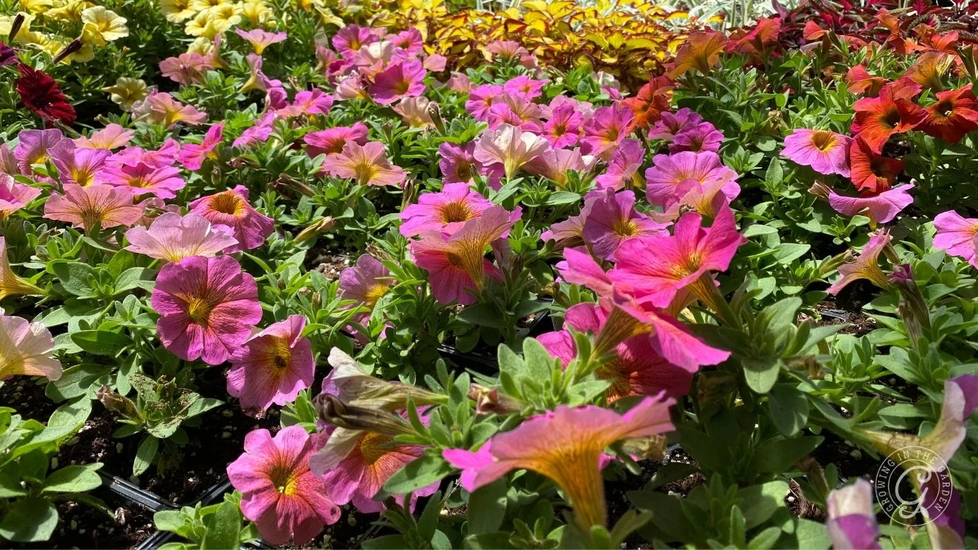Colorful petunias in full bloom fill a sunny garden bed, with pink, yellow, and orange flowers in abundance.