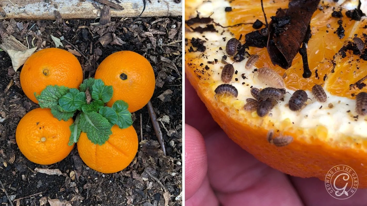 Four oranges on soil, one with a sprout; close-up of orange half with pill bugs inside.