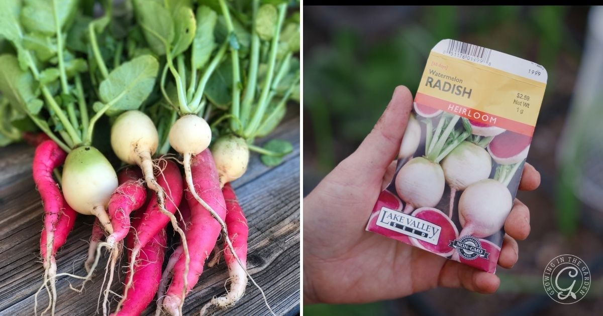 Keep Radishes Hydrated and Sunlit