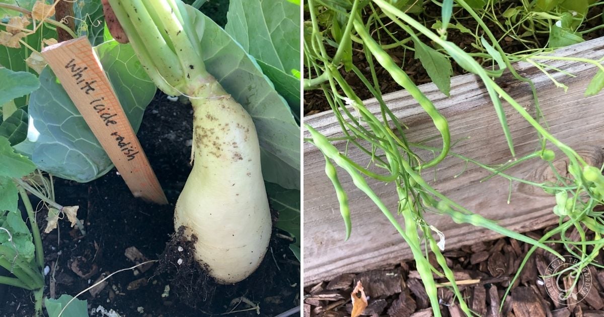 Try Different Types of Radishes (2)