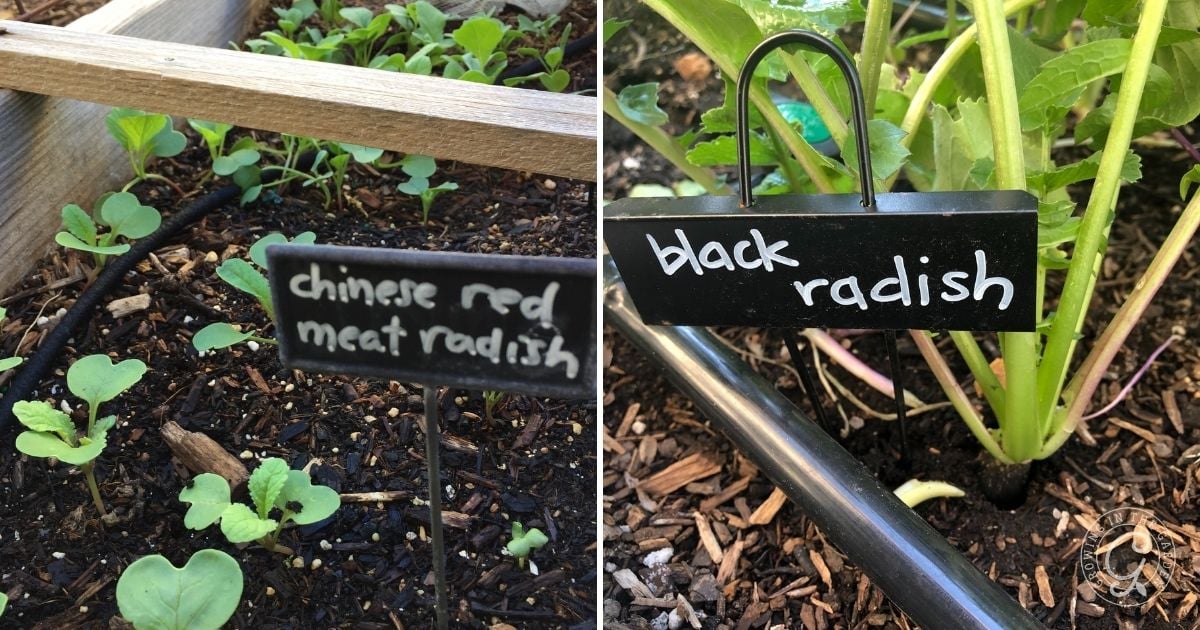 Try Different Types of Radishes (2)