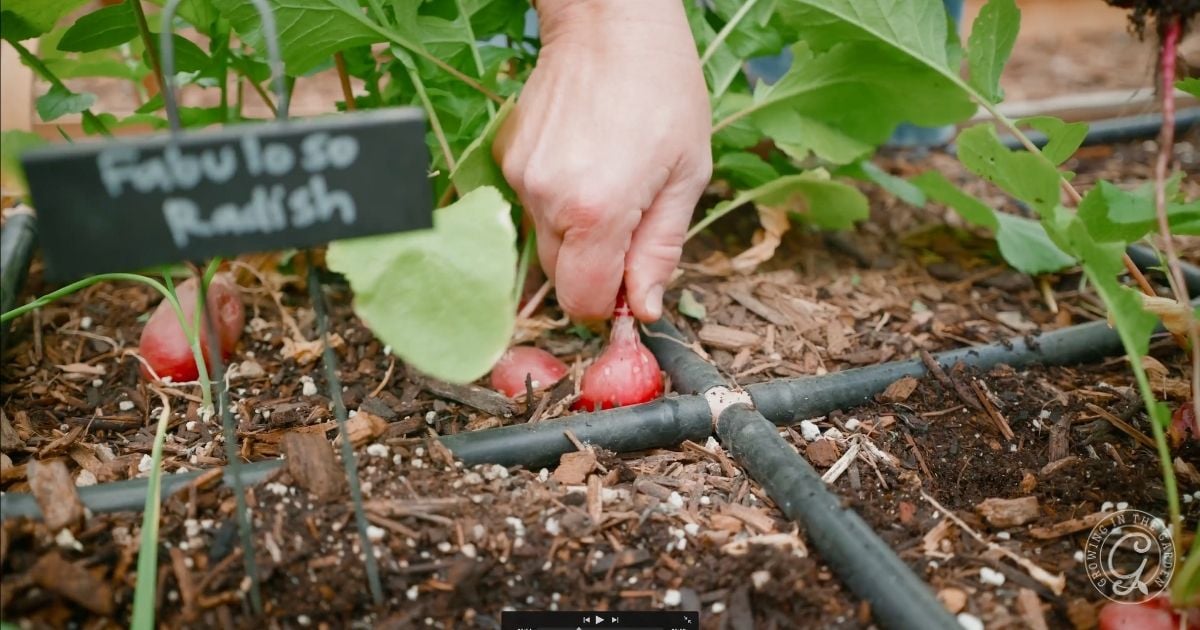 When and How to Harvest Radishes