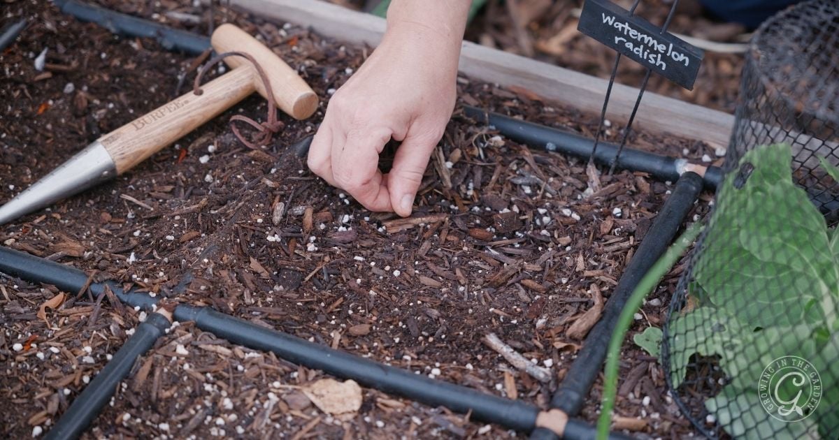 When to Plant Radishes